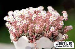 最容易爆盆的十種多肉植物排名