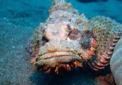 世界上最毒的魚叫什么，石頭魚可以致人死亡