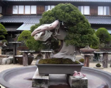 世界十大金獎盆景排名，第一名已有八百年樹齡