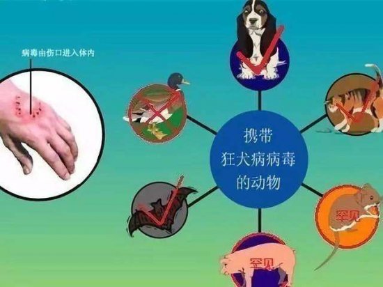 世界十大死亡率最高的疾病，狂犬病排第一名