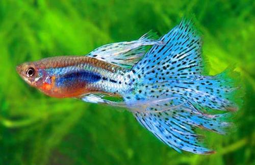 哪些熱帶魚好養(yǎng)？盤點(diǎn)十大最好養(yǎng)的熱帶魚
