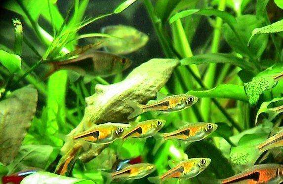 盤點(diǎn)十大養(yǎng)不死的熱帶魚，金三角燈排名榜首