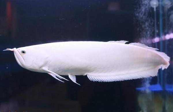 世界十大最貴觀賞魚排名，雪龍魚排在榜單首位