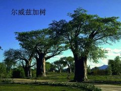 世界上生長最慢的樹，100年才長高30厘米