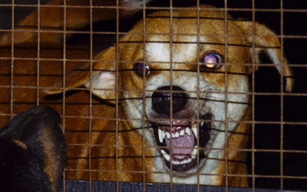 世界上十大必死病排行，狂犬病排名第一位