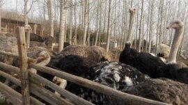 2020養(yǎng)殖什么最賺錢？農(nóng)村十大暴利養(yǎng)殖排行