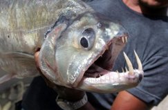 世界上最危險十大魚類，似鯖水狼牙魚排第一名