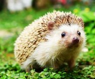 世界十大身上帶刺的動物，刺猬你養(yǎng)過嗎？