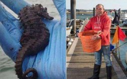 世界上最大的海馬，巨型海馬長34厘米