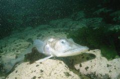 世界最抗凍的一種魚，鱷冰魚能夠在南極生存