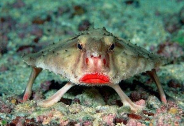 世界上最妖嬈的魚，紅唇蝙蝠魚靠胸鰭游走