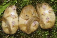 世界上冬眠時間最長的動物，睡鼠冬眠達(dá)9個月