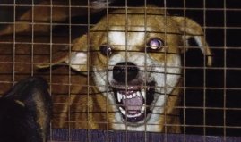 世界上最難治的傳染病，狂犬病死亡率百分之百