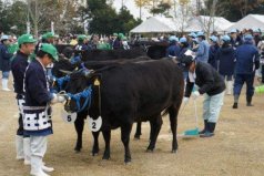 世界上最貴的牛肉，女王牛拍出3百萬(wàn)天價(jià)