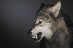 世界上十大一夫一妻動物，天鵝企鵝雙雙上榜