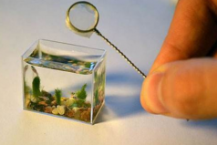 世界上最小的水族館，僅裝10毫升水能養(yǎng)魚