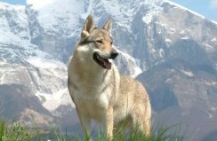 世界上最貴的狗，捷克狼犬拍賣到35億元
