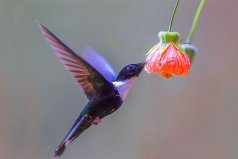世界上最輕的鳥，蜂鳥平均身長5.6-6.5厘米