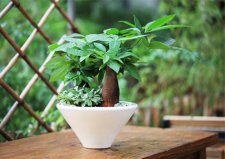 十大吉祥之樹，發(fā)財(cái)樹竹子雙雙上榜