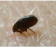 跳躍能力最強(qiáng)的10種動物，跳蚤第一袋鼠僅第五