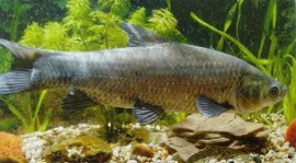 中國(guó)四大家魚是哪四種？青魚、草魚、鰱魚及鳙魚