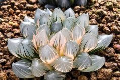 全球十大最貴多肉植物，第一種價(jià)格在10萬左右