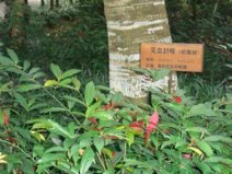 盤點古代的十大劇毒，你能認識幾種？