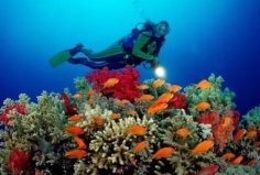 世界十大潛水圣地：大堡礁、大藍(lán)洞上榜