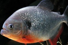 食人魚(yú)十大常見(jiàn)種類(lèi)，紅腹食人魚(yú)排第一名