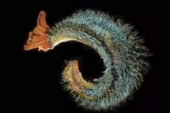 海洋中最神秘的十大生物：龐貝蟲上榜，你認識幾種？