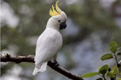 世界最長(zhǎng)壽的鳥(niǎo)類(lèi)排名：第一名壽命可達(dá)80歲