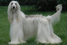 世界上十大毛最長(zhǎng)的犬：薩摩耶犬上榜，阿富汗獵犬第一
