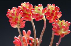 盤(pán)點(diǎn)十大最漂亮的多肉植物，你家的多肉有沒(méi)上榜？