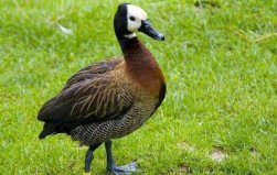 世界上最奇特的鳥(niǎo)類(lèi)：白臉樹(shù)鴨既能飛又能潛水