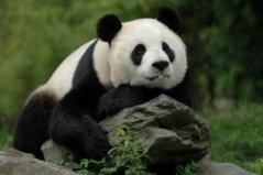 世界上最萌的動(dòng)物前十名：國(guó)寶熊貓第一名，羊駝上榜！