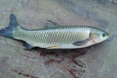 中國最常吃的十種淡水魚：鯉魚上榜，草魚排第一