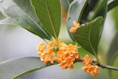 秋季十大觀花植物：菊花上榜，桂花第一