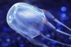 海洋中最毒的十大動(dòng)物：箱水母、藍(lán)環(huán)章魚雙雙入榜