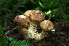 最名貴十大食用菌：松茸、羊肚菌雙雙入榜