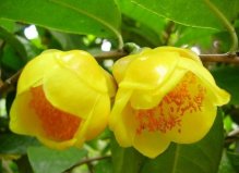 中國十大珍稀花卉：金茶花位居榜首，鵝掌揪屈居第二