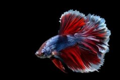 世界上外觀最艷麗的魚(yú)：泰國(guó)斗魚(yú)適合單養(yǎng)