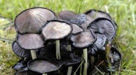 世界上最漂亮的毒蘑菇：毒蠅傘、毒鵝膏雙雙入榜