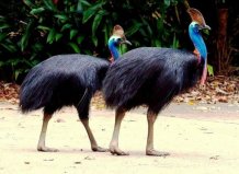 世界上性情最兇猛的鳥(niǎo)類(lèi)：鶴鴕利爪可穿透厚木板