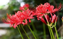 世界上花語最悲傷的花：曇花上榜，彼岸花第一