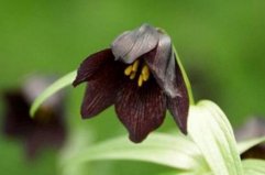 世界上花語最黑暗的花：曼陀羅、荼蘼花雙雙上榜