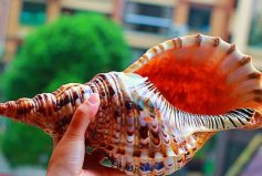 世界十大最好看的貝類：你見過有哪幾種？