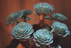 最難養(yǎng)的十種多肉植物：玉蝶、熊童子上榜