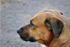 中國(guó)十大本土特有犬種：藏獒、西施犬榜上有名