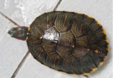 世界知名八大半水棲寵物龜：刺山龜上榜，金錢龜居榜首