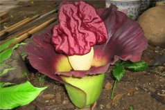 世界上最丑的花：泰坦魔芋體型巨大3米高